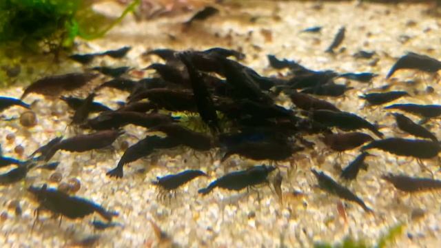 Neocaridina Heteropoda Var. Chocolate смотреть онлайн