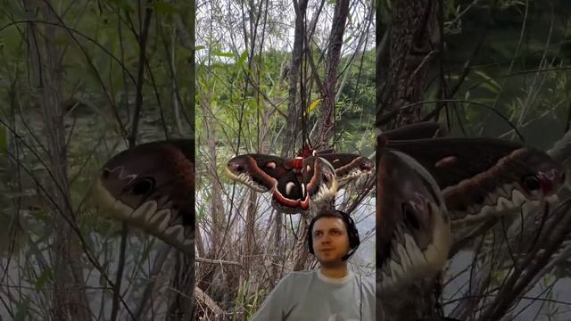 Самая большая ночная бабочка из Северной Америки #shorts смотреть онлайн