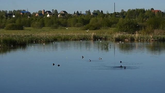 №5235 02 06 2024 Утро птиц на озере смотреть онлайн
