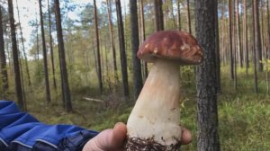 Грибалка в 2022г#Gribalka in 2022