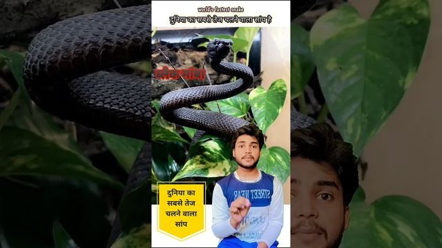 Fastest Snake: Black Mamba |सबसे तेज़ साँप: ब्लैक माम्बा #BlackMamba#FastestSnake#SnakeFacts#Nature смотреть онлайн