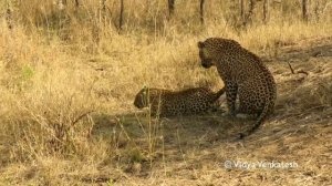 Leopards mating sequence