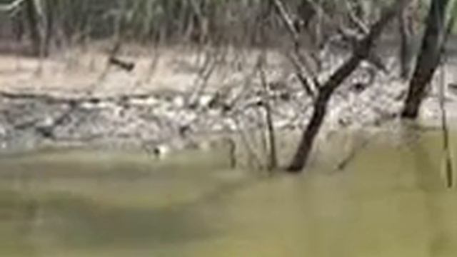 alligator and deer смотреть онлайн