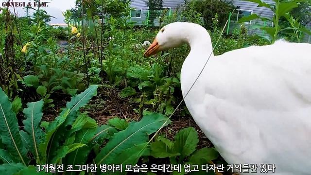 #52.『거위 성장 스토리』 27부. 거위들에게 상추밭 오픈 & 생후 3개월된 거위 키운 소감 (# 거위) смотреть онлайн