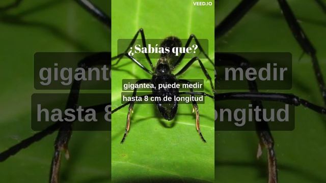 La hormiga mas grande del mundo! #shorts #sabiasque #curiosidades #datoscuriosos смотреть онлайн