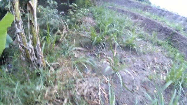 Mancing Ikan Channa Gachua alias Ikan Kotes смотреть онлайн