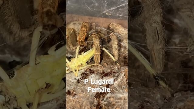 Fort hall baboon spider having her lunch смотреть онлайн