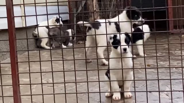 Девки от КАРО и ГУЛИ, БУРАНА и ЗАРЫ, УРКАНА и КАРАГЁЗ (продажа) смотреть онлайн