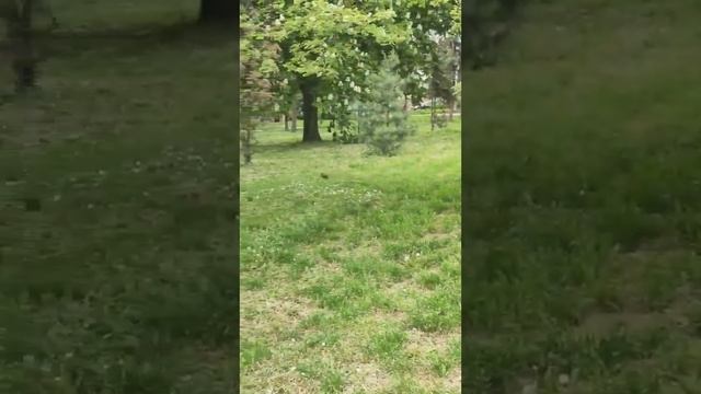 черная белка НС (black squirrel NS) смотреть онлайн