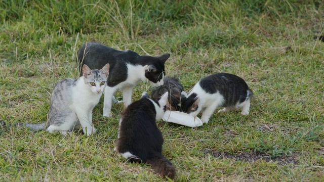 6010068_Animal_Cat_1280x720