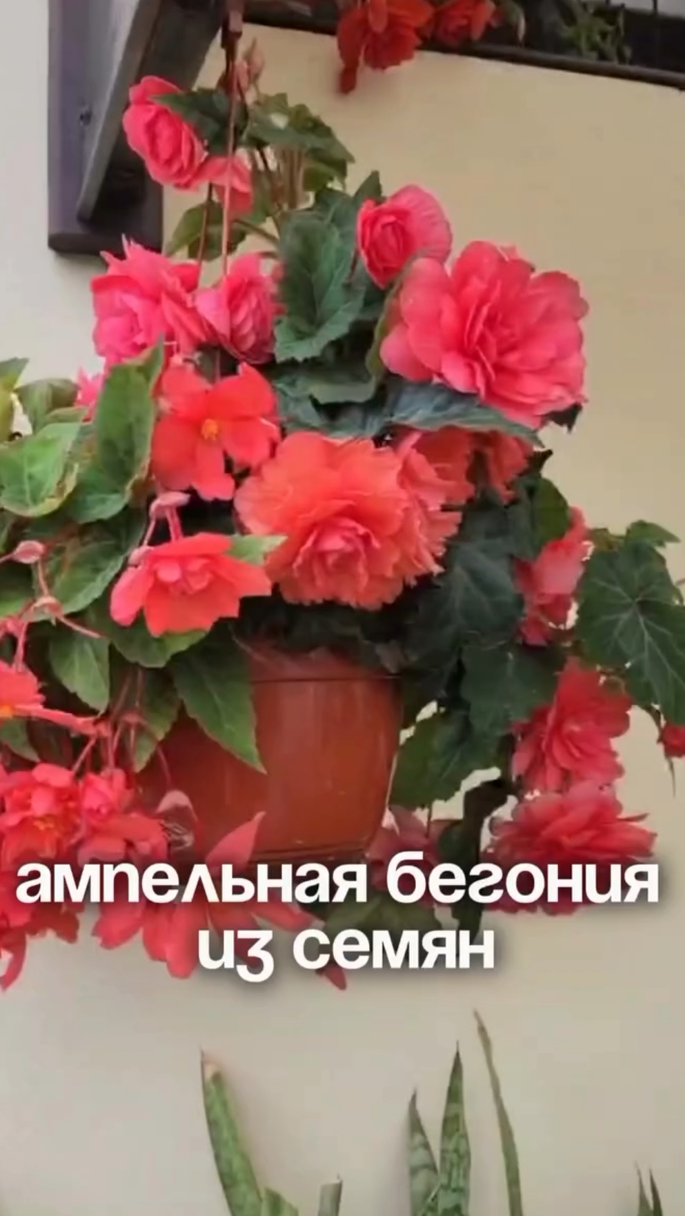 Ампельная бегония из семян 🌸 смотреть онлайн