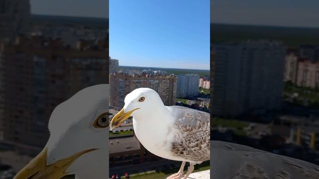 Чайка смотреть онлайн