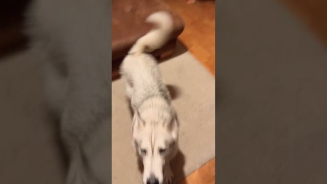 Ура! Пятница!!! 🥳 #смешное #shorts #husky #собака #funny #dog #пятница #топ #хаски #рекомендации смотреть онлайн
