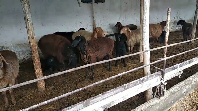 Қой боқиш сирлари