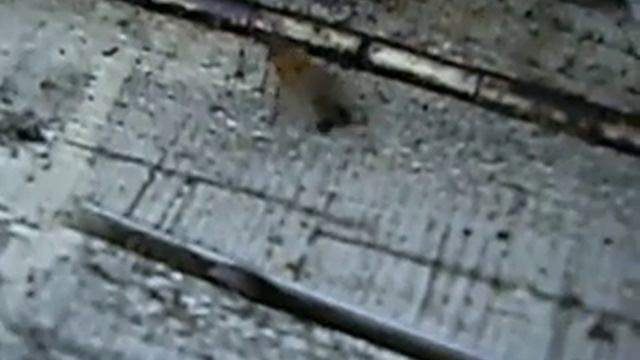 VARROA DÖKÜMÜ смотреть онлайн