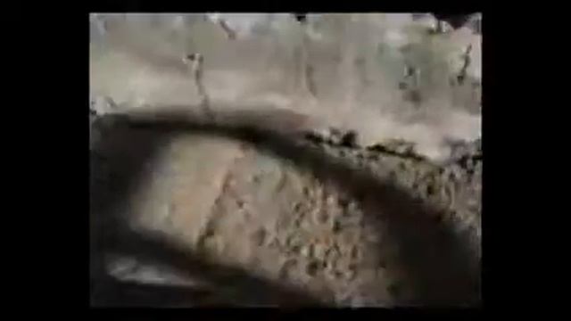 Кошачий вой.wmv