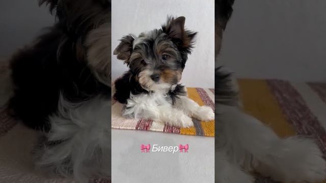 🎀Бивер девочка🎀 д.р. 24/11/21 смотреть онлайн