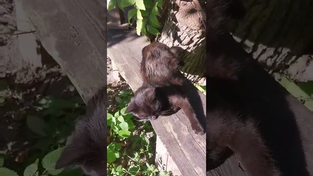 Кошка Пума греется под осенними лучами солнца смотреть онлайн