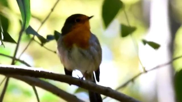Petirrojo (Erithacus Rubecula.) Una de mis aves favoritas. смотреть онлайн