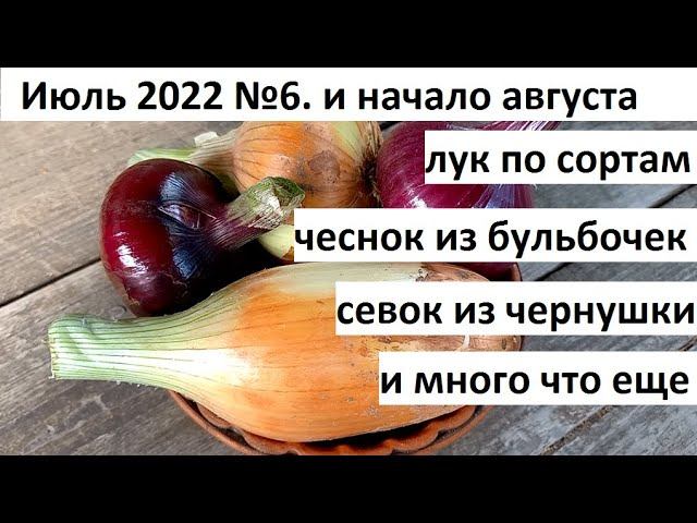 Июль 2022 №6 и начало августа. Лук по сортам. Урожай чеснока и многое другое. смотреть онлайн