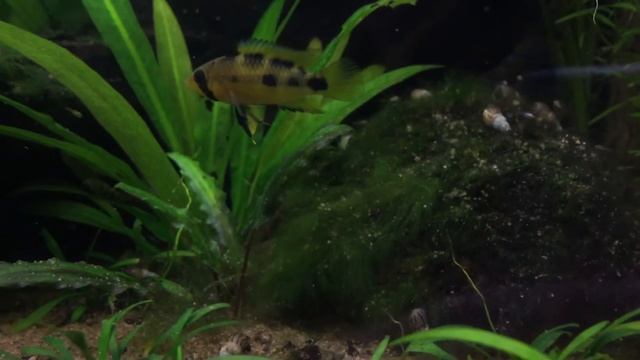Apistogramma ortegai guarding fry. смотреть онлайн