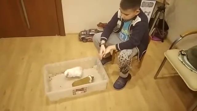 Поздравление морских свинок с днем святого Валентина смотреть онлайн