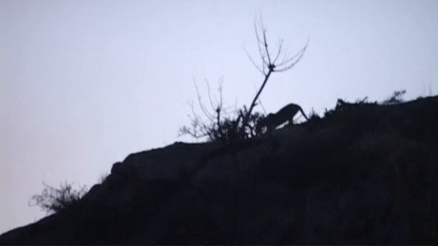 Leopard traits.wmv смотреть онлайн