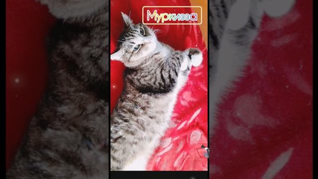 Любимые питомцы #кошки# смотреть онлайн
