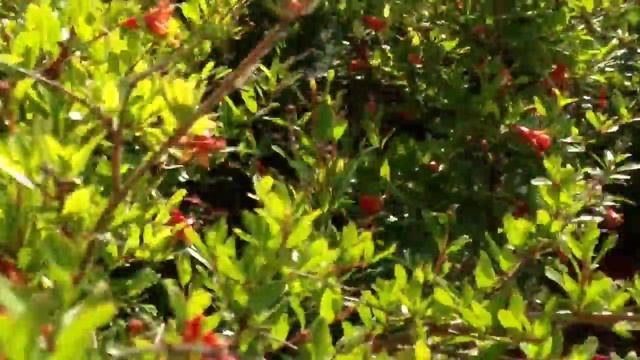 pomegranate смотреть онлайн