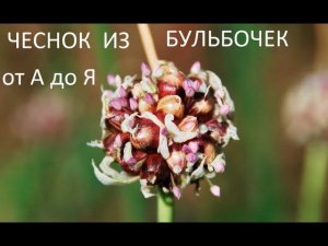 Чеснок из бульбочек от А до Я