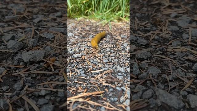 “I like the way you work it” Banana Slug Sliding on Slime Compilation смотреть онлайн