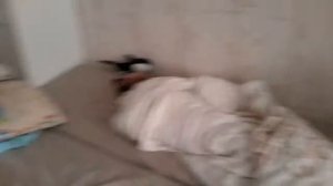 пять ночей с бегемотом #3