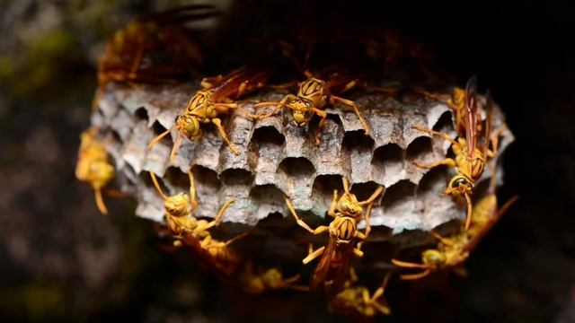 #hornet#wasps#planet✨Hornets largest of eusocial wasps are found mainly in the Northern Hemisphere! смотреть онлайн