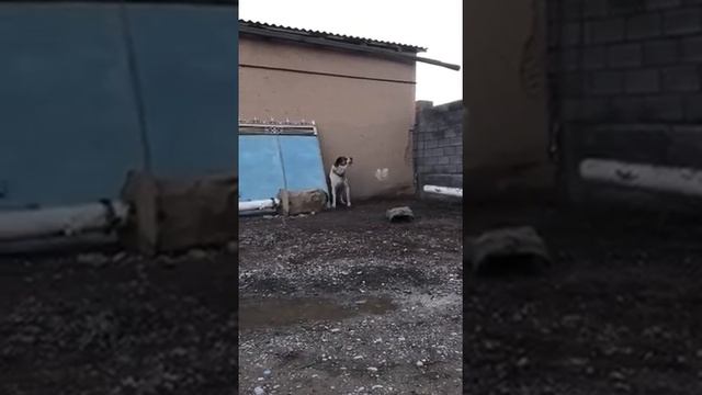 Каплан до 66 кг Гр.Туркестан вл.Акмал! смотреть онлайн