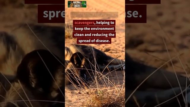 TOP FACTS ABOUT HYENAS #shorts #facts PLEASE LIKE & SUBSCRIBE #youtubeshorts #viral #trending смотреть онлайн