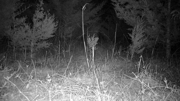 Opossum in the Night