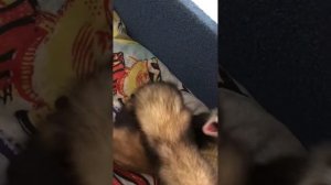 Хорьки играют, гукают😂