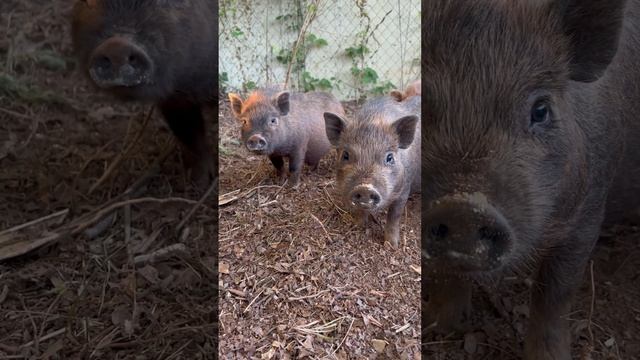 The twins don’t know about it 😅 #pig #milk #farmlife #homestead смотреть онлайн