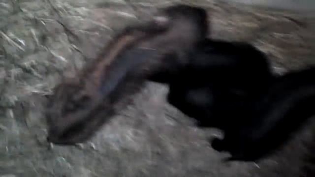 "Гибрид" смотреть онлайн