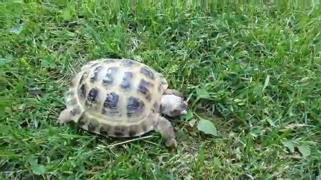 Моя черепаха смотреть онлайн