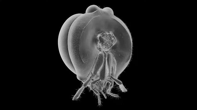 This is not an SEM micrograph смотреть онлайн