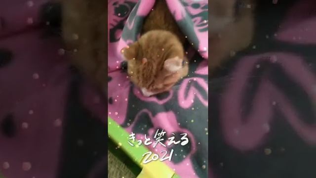 あまねくん どうしているかな？ 秋が来たよ… #FIP #生後7ヶ月 #虹の橋 #伝染性腹膜炎 #猫コロナウイルス смотреть онлайн