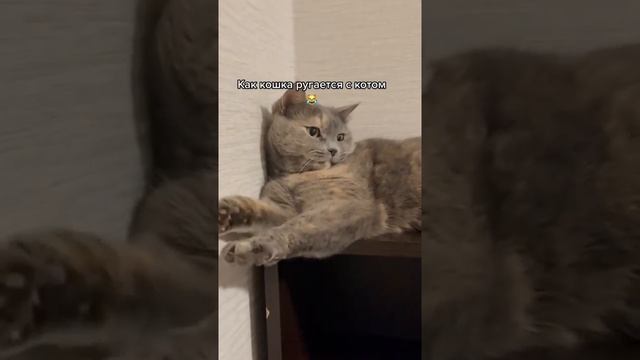 Как кошка ругается с котом смотреть онлайн