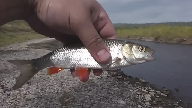 Рыбалка в деревне Уфа-Шигири. Ловля на поплавок разной рыбы. смотреть онлайн