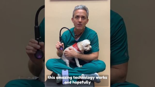 Latest Stethoscope Technology In Vet Med thanks to Eko & Littman ! смотреть онлайн