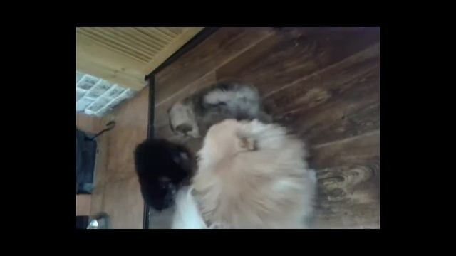 Шпице - игры смотреть онлайн