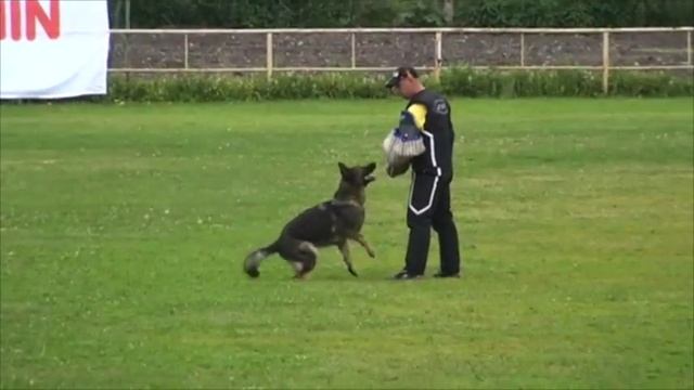 Мои собаки смотреть онлайн