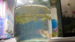Гуппи  рожает  появление  мальков