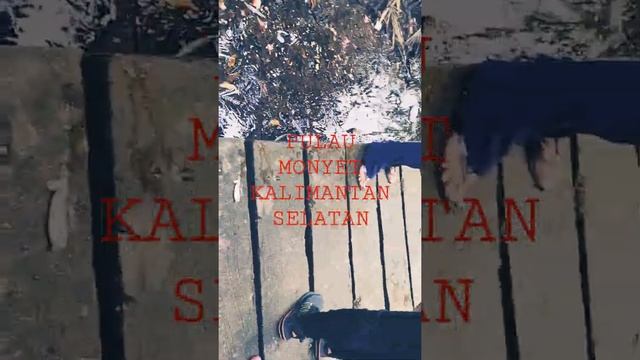 Berkunjung Melihat Raja Monyet | Kalimantan Selatan | Banjarmasin смотреть онлайн