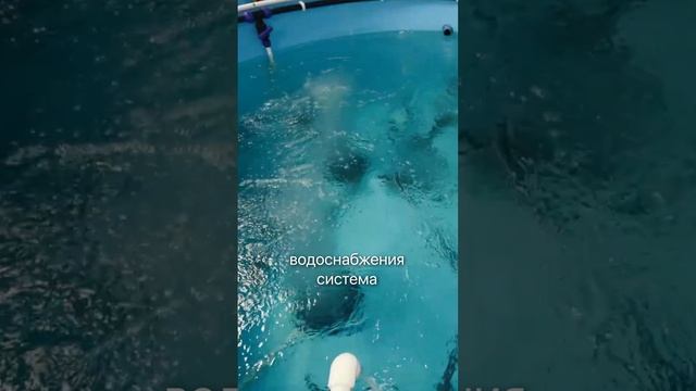 Из-за ЭТОЙ ошибки — вся рыба умрет ☠️ #узв #бизнесидея #бизнес #рыба #рыбоводство смотреть онлайн